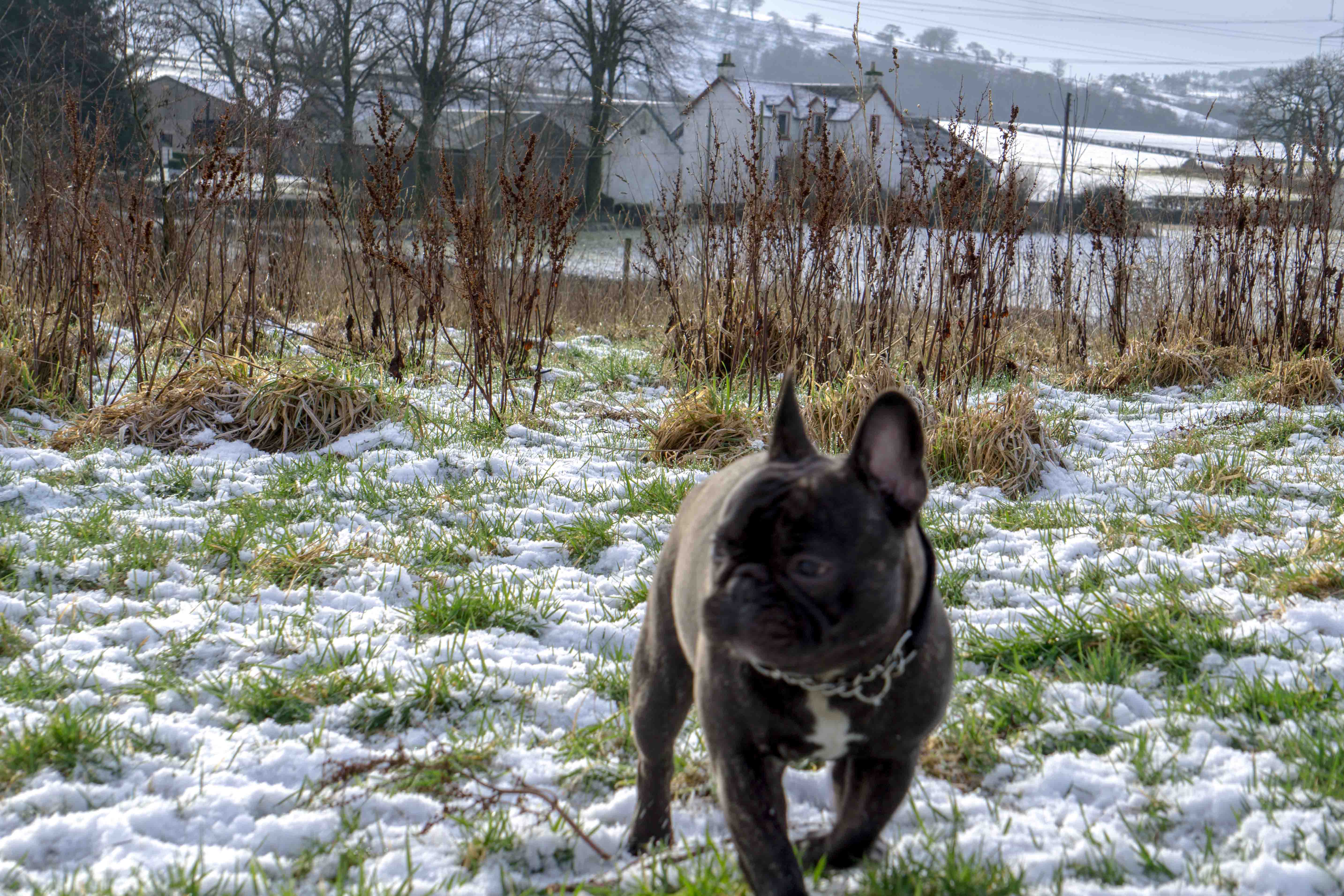 french-bulldog