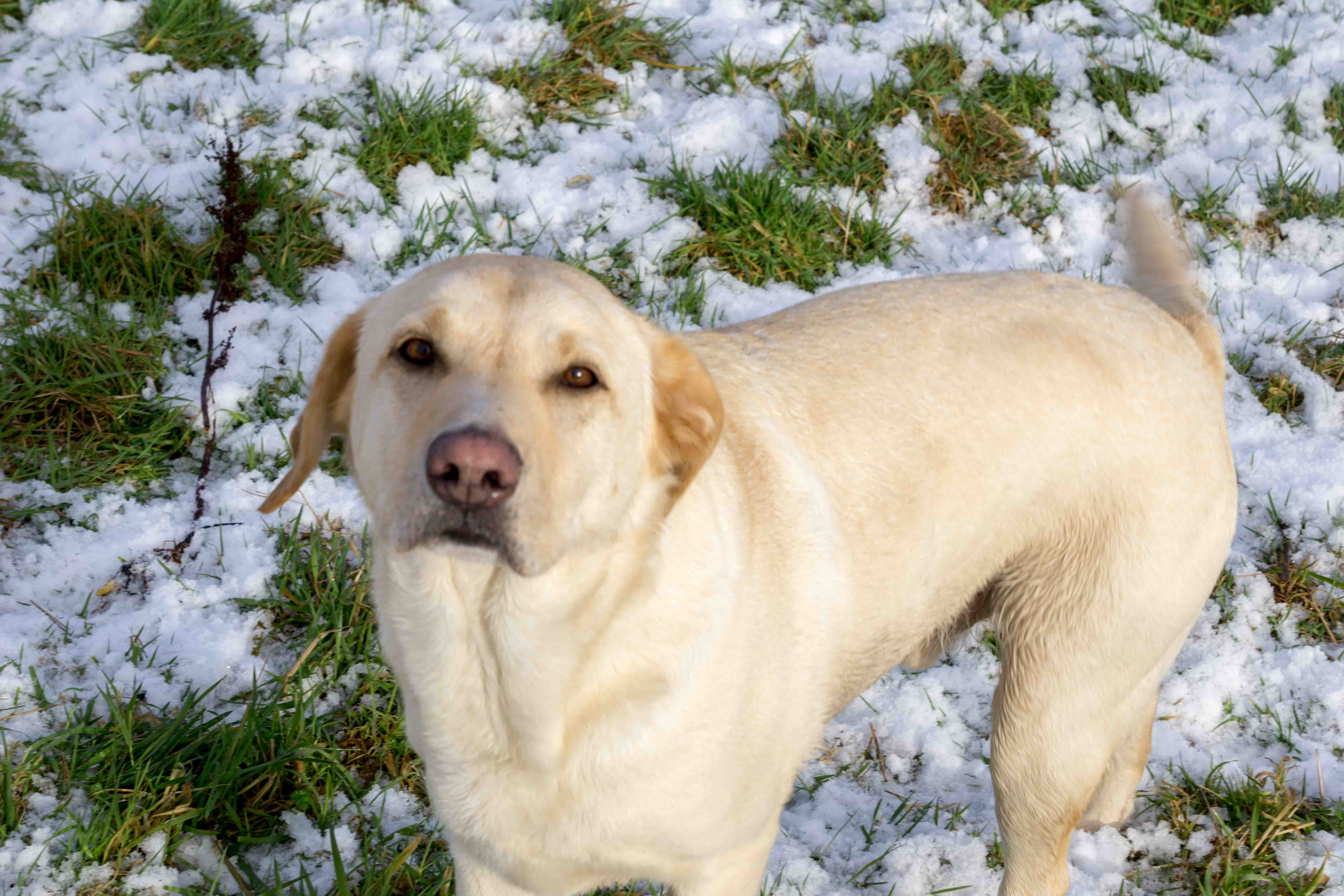 toby-labrador