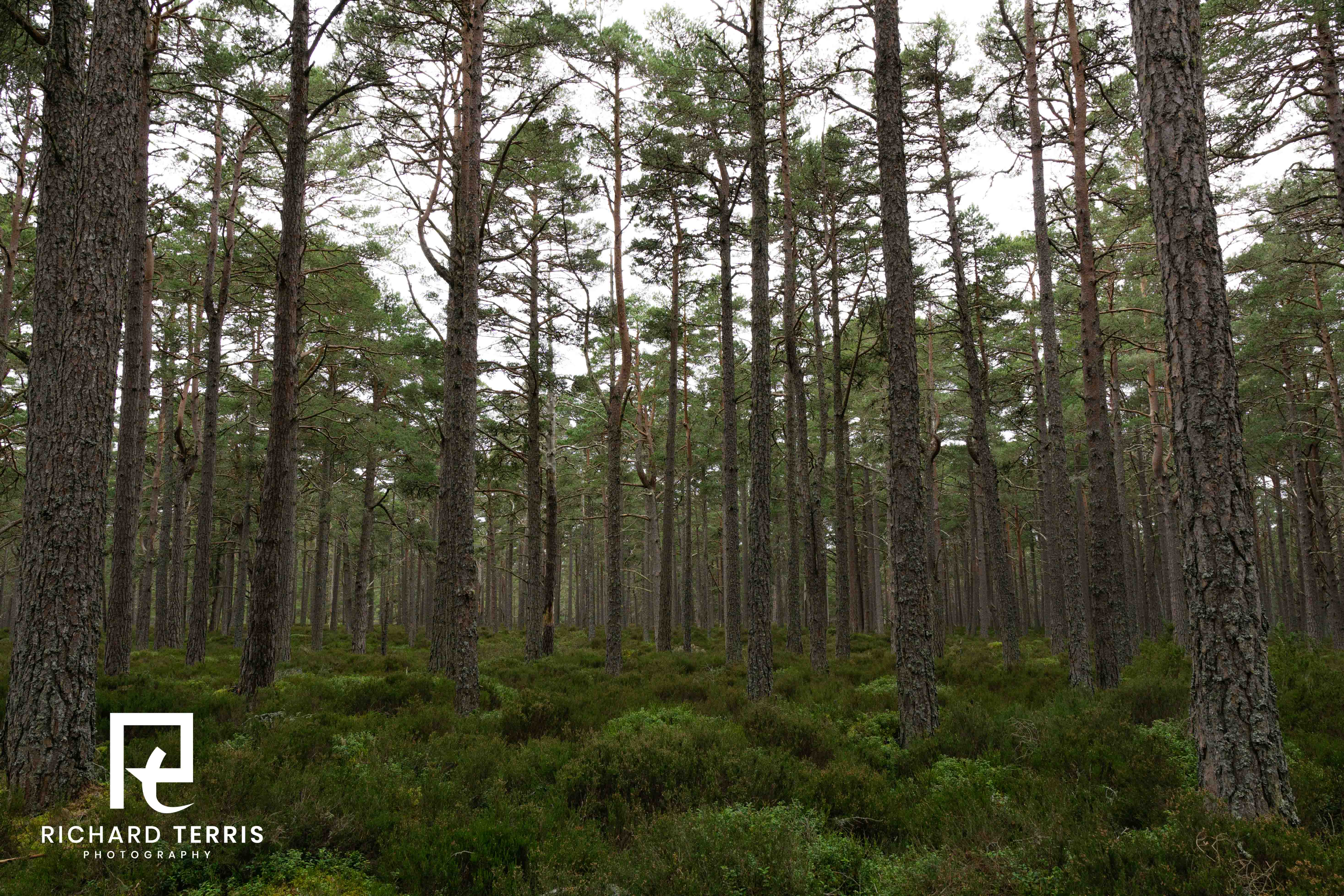 Abernethy, Scottish Highlands